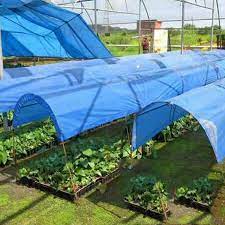 Vegetable Cultivation